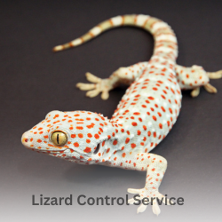 Lizard Control